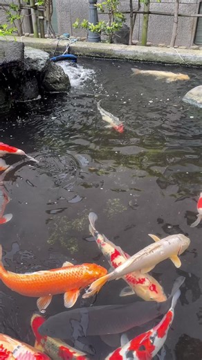 Join us on a journey of a lifetime with our expert tour guides! BEST TOURS JAPAN will make you discover the enchanting beauty of Japan like never before. Immerse yourself in the vibrant culture, explore hidden gems, and witness breathtaking landscapes that will leave you awe-inspired. Our dedicated team is passionate about crafting unforgettable experiences, ensuring you see Japan’s most beautiful areas. Don’t just dream about your perfect trip; make it a reality with us. Book your adventure now