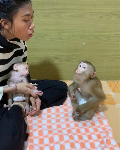 32K views · 707 reactions | All adorable monkey to play happy with mom and ask mom sharing oranges for eat | Home Style | Facebook