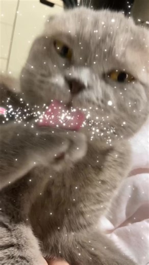 #uzi #uzi #cakepopremoval TikTok