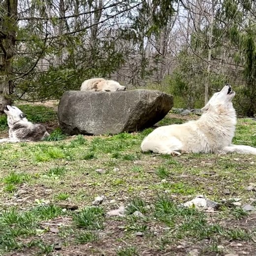 70K views · 4.2K reactions | The strength of the wolf is the pack  | Wolf Conservation Center | Facebook