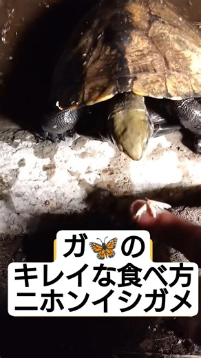 大好物のガをキレイに食べてくれるニホンイシガメとそうでないニホンイシガメ #イシガメ #ニホンイシガメ