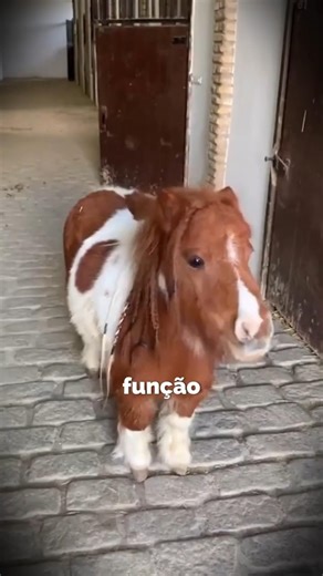 Sim, MINI CAVALOS existem!!!