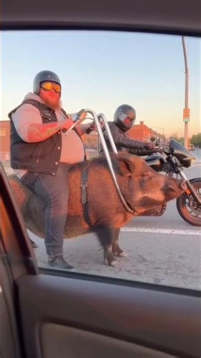 real life hog rider #revmax