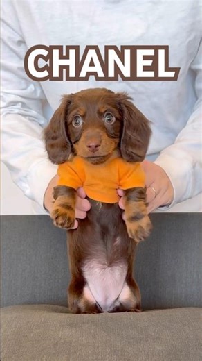 dancing dachshund #puppy #dance #dachshundpuppy #dachshund #minidachshund #cutepuppy #cutedog #dog