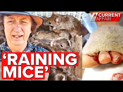 Horrific mouse plague ripping homes apart | A Current Affair