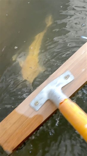 Yellow catfish …
