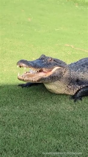 GATOR TOOK THE BALL. 😱 (via @lanerodrigue)
