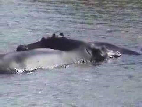 Mud, Mud Glorious Mud