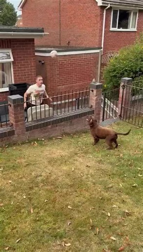 Dog and Man Play Fetch Across Fence