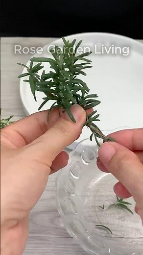 Don't Throw Away Store-Bought Rosemary—Do This Instead!