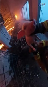 Rescuing Cute Piglet Trapped in a House During a Massive Fire 🐖#pigrescue #animalrescue #saveanimals
