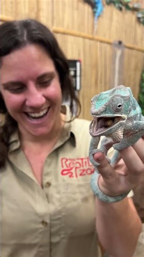 We don't miss here at the Reptile Zoo🤩