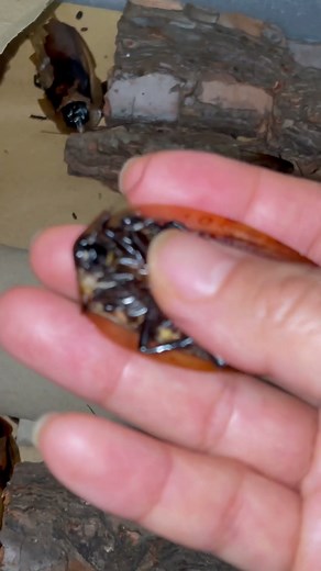 Angry Cockroach make stressed sound 😂