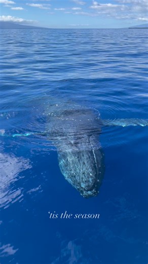 The most wonderful time of the year 🐋 Join us this season for any Ali‘i Nui experience and witness the magic of Maui’s humpback whales! | Alii Nui Sailing Charters