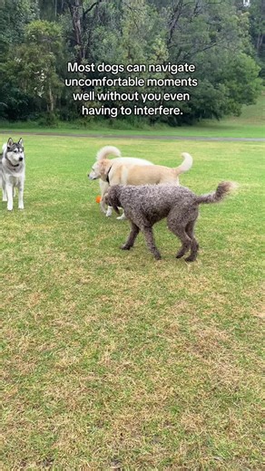 Understanding Dog Behavior: Conflict Avoidance in Huskies