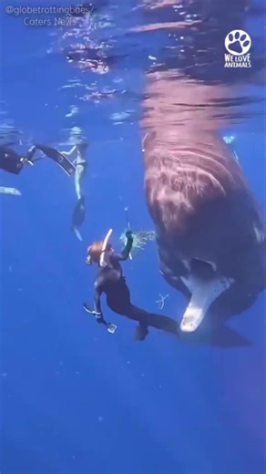 HUMANITY AT ITS BEST • BEAUTY • BREATHTAKING! • A MUST-SEE! ☆ DAFT PUNK • CHEROKEE REMIX