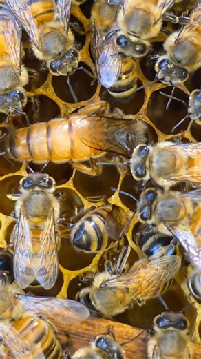 The new queen lays eggs in a new nest. | Phary BeeKeeper