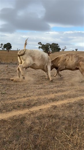 Two Ladies Exploring Nature Together