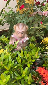 Monkey Daily Reel Video #monkeydaily | Monkey Daily