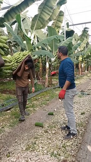 1.7M views · 7.2K reactions | This how you have to cut bananas try not to laugh Challenge #reelsfyp #viralfbreelsfypviral #reelsviralシ #fyp #viral #trendingreelsvideohow #fyp #viralシ2023 #reelsfbシ #reels #virals #viral #trending #relax #reelsfacebook #banana #fruits #food #people #usa #uk | Bananas World | Facebook