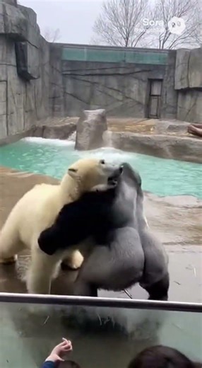 Gorilla enter polar bear enclosure #zoo #animals #crazy #shorts #gorilla #polarbear