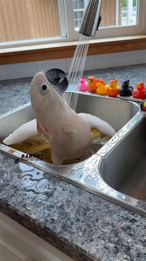Barney Bath Time! He won’t hurt his beak, he’s just happy and excited💙 #barneythewestcoastcockatoo