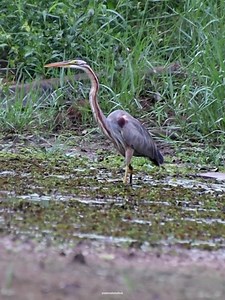 84K views · 6K reactions | Purple heron | 퐍퐚퐭퐮퐫퐞 퐏퐡퐨퐭퐨퐬 퐁퐨퐨퐤 | Facebook