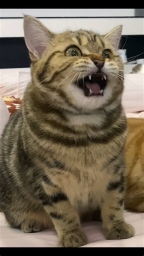 The king of all monster. #catzilla | Carlos Lopez