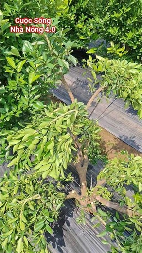 Creating a Bonsai Shape for Your Citrus Garden