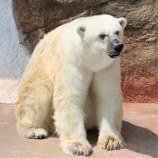 ホッキョクグマは寒くない？毛と皮ふに秘められた3つの特徴 – zoo zoo diary