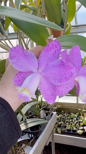 Cattleya loddigesii ‘Loretta’ AM/AOS is one of my favorite species #orchids! So fragrant! #cattleya