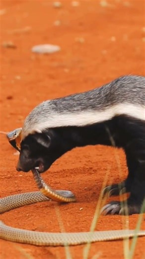 🔥🐍“Fearless Honey Badger vs Venomous Snake | Ultimate Wild Fight”🐍🔥😱#HoneyBadger#SnakeFight#Wildlife