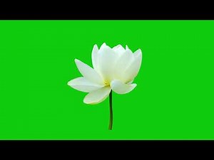 lotus flower green screen video