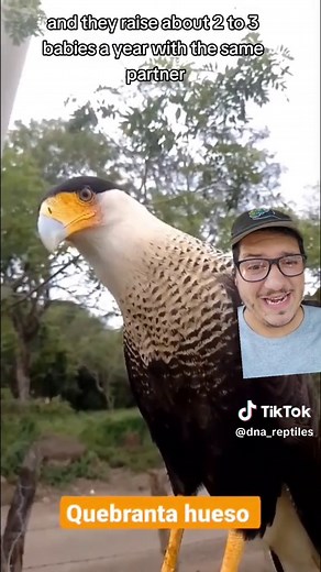 Exploring the Crested Caracara: A Unique Bird Species