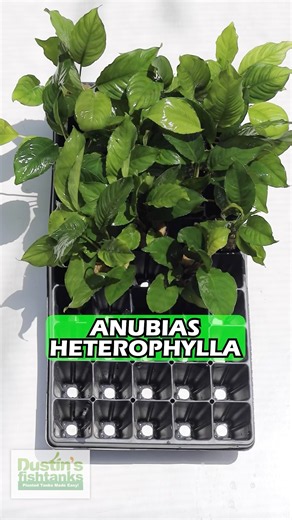 Anubias Heterophylla!!!