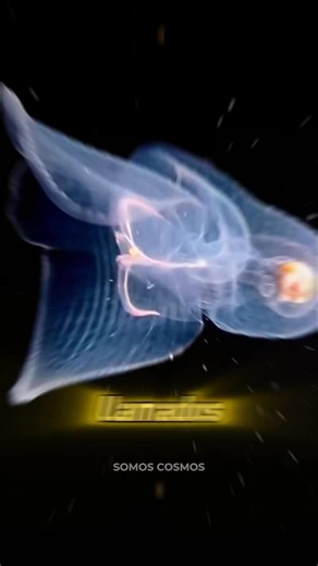 5.9K views · 163 reactions | Mares de estrellas aquí en la Tierra : Las playas bioluminiscentes. #fblifestyle | Somos Cosmos | Facebook