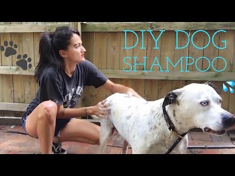 DIY (oatmeal) Dog Shampoo