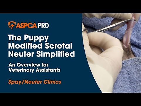 Spay/Neuter Surgery: The Puppy Modified Scrotal Neuter Simplified - Overview for Vet Assistants