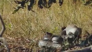 2.8K views · 39 reactions | Python, Honey Badger & Jackal Fight Each Other | Vinhbui012 | Facebook