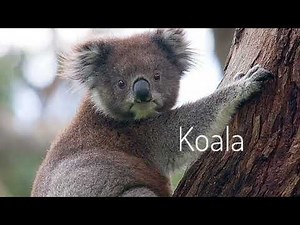 Animal Alphabet Digital Story (My Version)