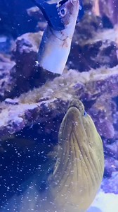 Boca Aquarium | Boca Aquarium