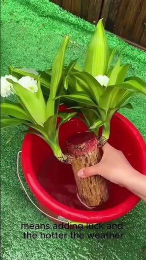 The pros on planting Brazilian wood in you home #garden #indoorplants #homegarden