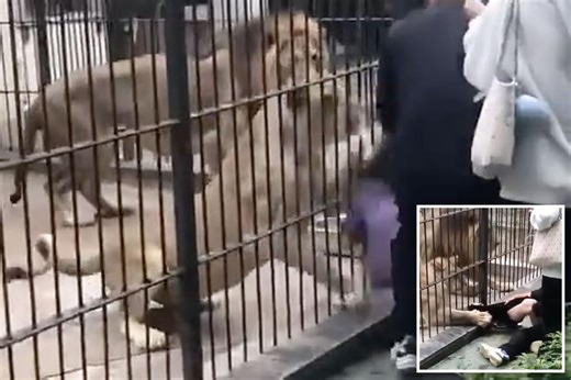 Terrifying moment girl, 10, mauled by lions while feeding them in forbidden area of zoo