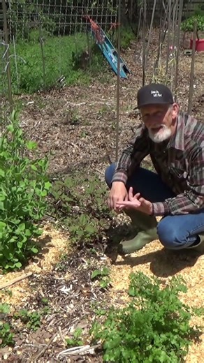 Free food from Mike and Linda's East Texas deep mixed mulch garden