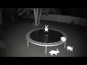 Rabbits Jump on Trampoline at Night | Caught on CCTV