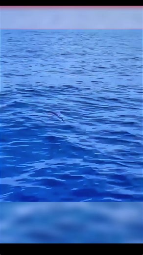 Летающаяя рыба#islamicviralvideo #islamicreels #жывотные #creatorsearchinsights #интересное