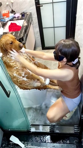 😱Itna Bara#Dog Ko Bathroom Mein Kaise Nahaya🐶🛁#Loyal Dog Ka Spa Day🛁❤️So CuteGolden Dog Ka Luxury 🐶🫧