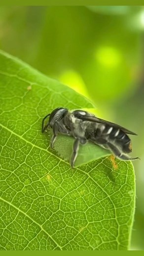 A levélvágó méh 😍🐝🌱(Anthidium oblongatum)Ez a méh fészeképítési módszeréről kapta a nevét. Elsősorban föld- és sziklarepedésekbe építkezik. Fészke kibéleleléséhez apró növényi szálakat használ, például ökörfarkkóróból, szalmavirágból vagy szamárkenyérből. | Mézerdő Méhészet