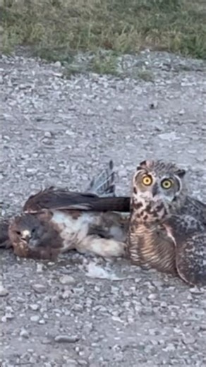 Owl vs Hawk . Frozen battle.