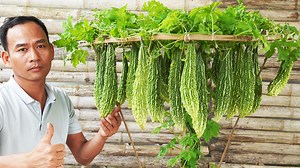 Grow Bitter Melon in Pots FAST with These Simple Tricks! | H&H Gardening Secrets